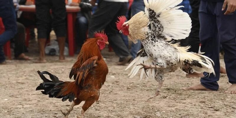 Chia sẻ đam mê cùng cộng đồng người chơi lớn